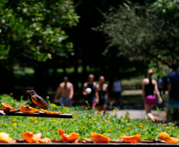 Recanto dos Pássaros Parque da Aclimação